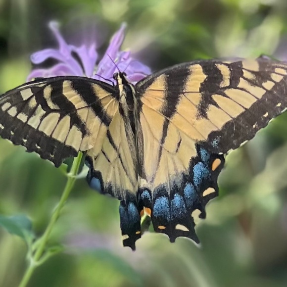 Meet your Posher, Amanda - Picture 1 of 1